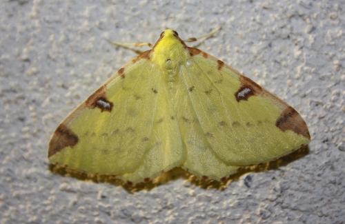 Réf. 242 259 : Opisthograptis luteolata